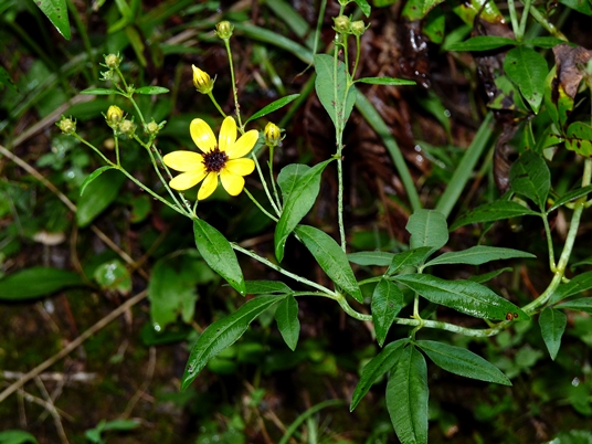 {Coreopsis tripteris}